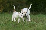 BOULEDOGUE AMERICAIN 351